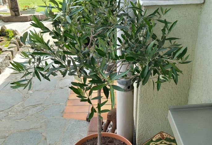 Bungalow – Foto 1
