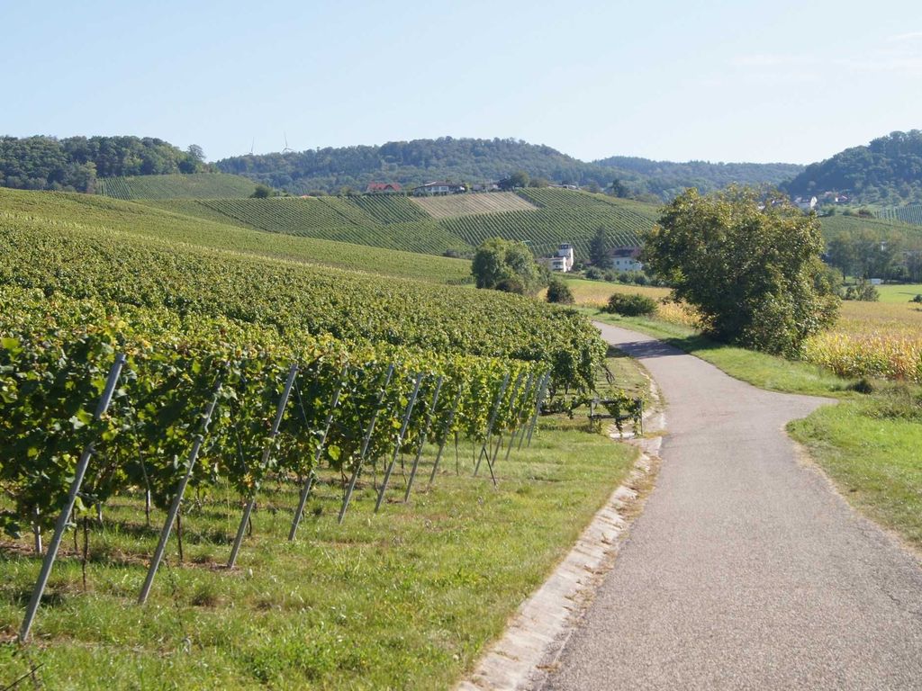 Weinberge