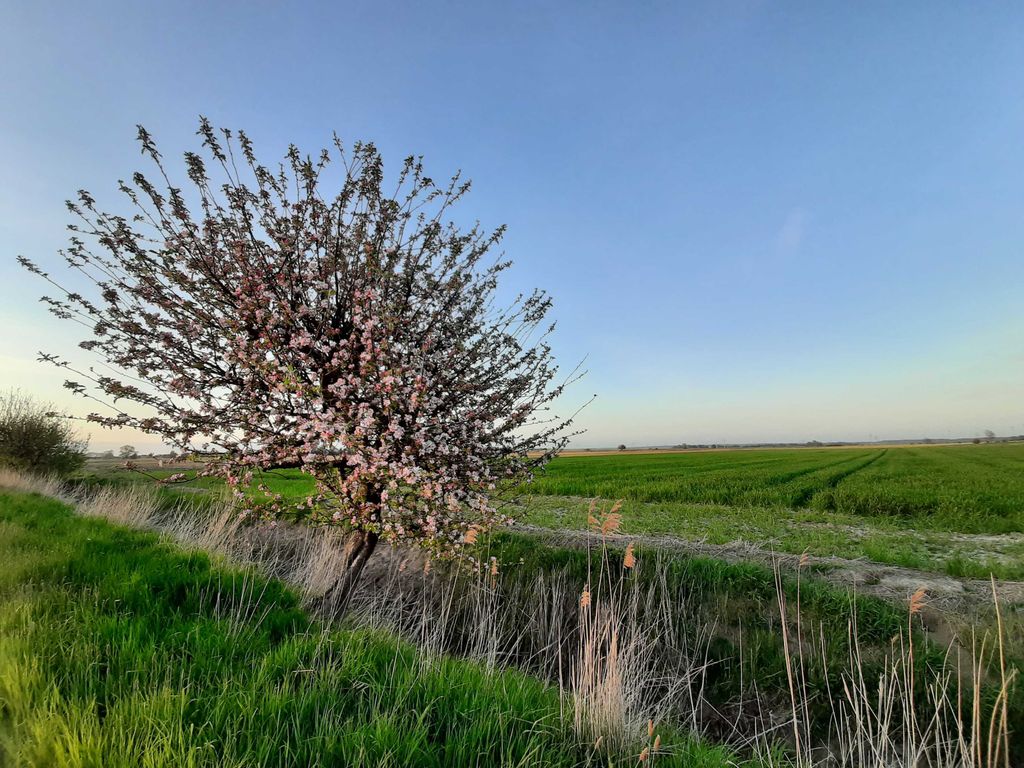 Apfelblüte