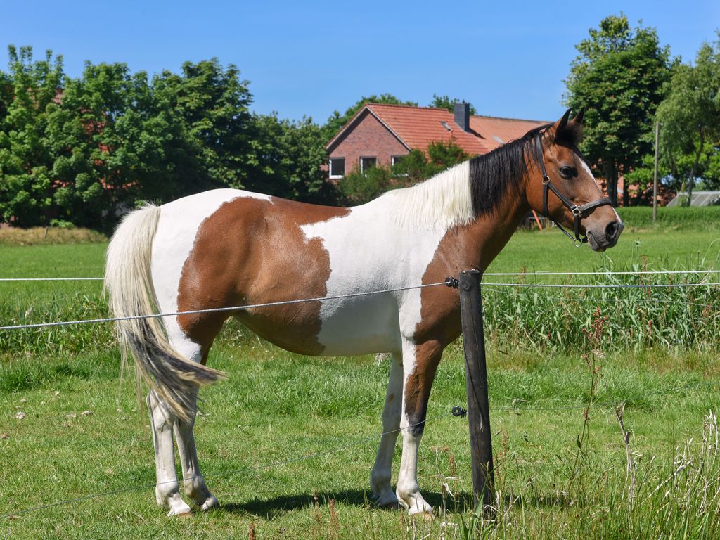 Reiten auf dem Ferienhof Gerdes