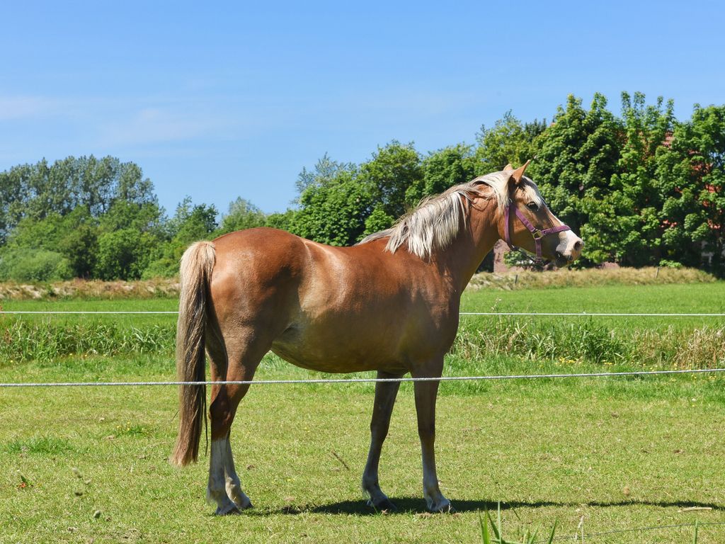 Reiten auf dem Ferienhof Gerdes