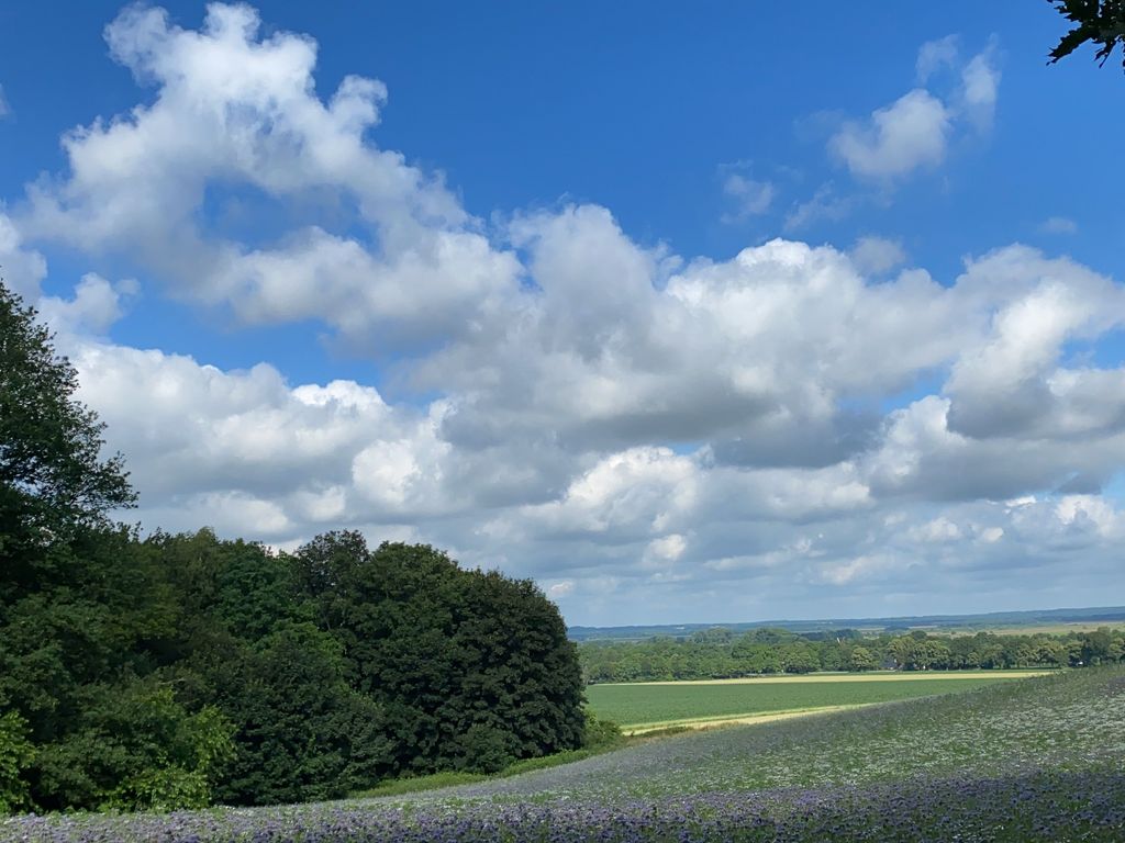 Blick vom Weyerberg auf die Blühwiese