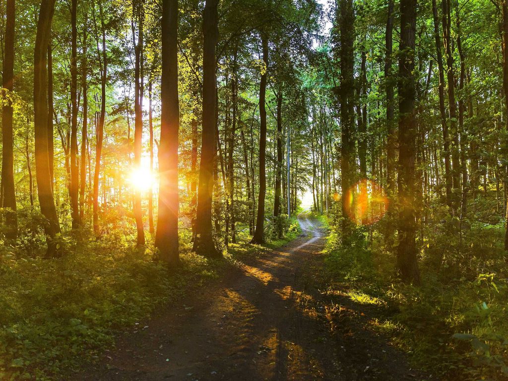 Angrenzender Wald