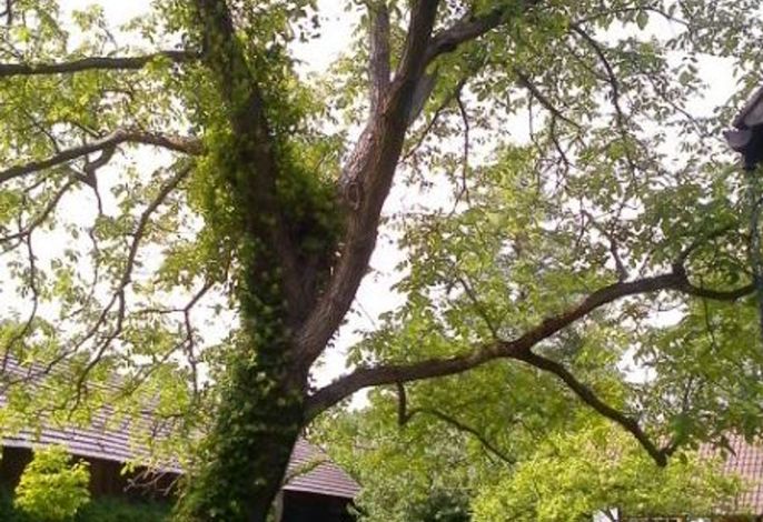 Froschkönig Ferienhaus und Ferienwohnungen (ab 12 J.)