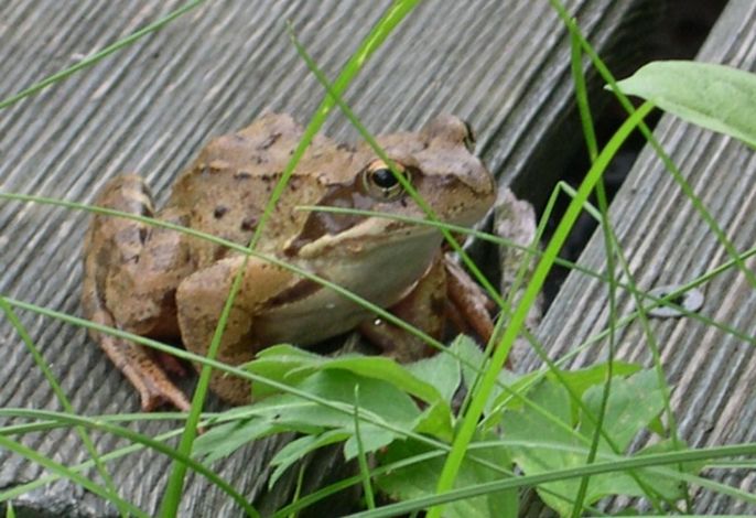 Froschkönig Ferienhaus und Ferienwohnungen (ab 12 J.)