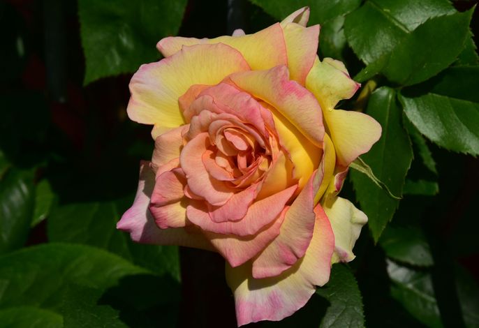 Bild 18