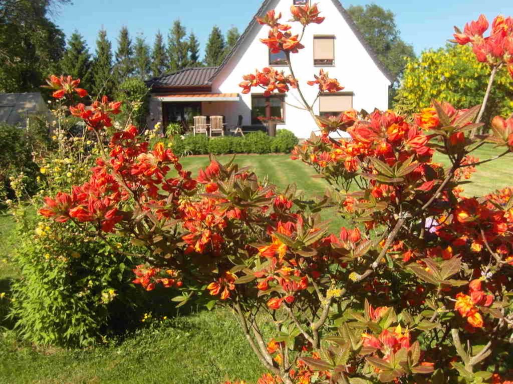 Azaleen in Blüte