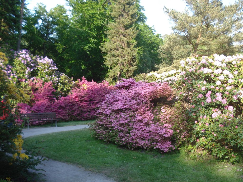 Rhododendronpark Graal-Müritz