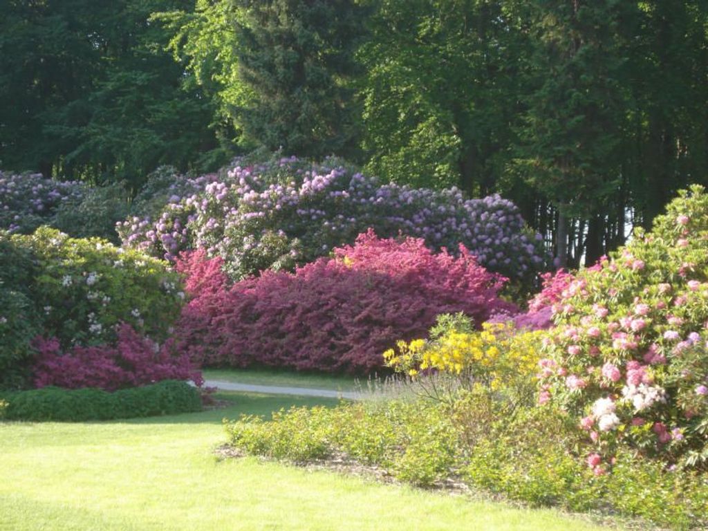 Rhododendronpark