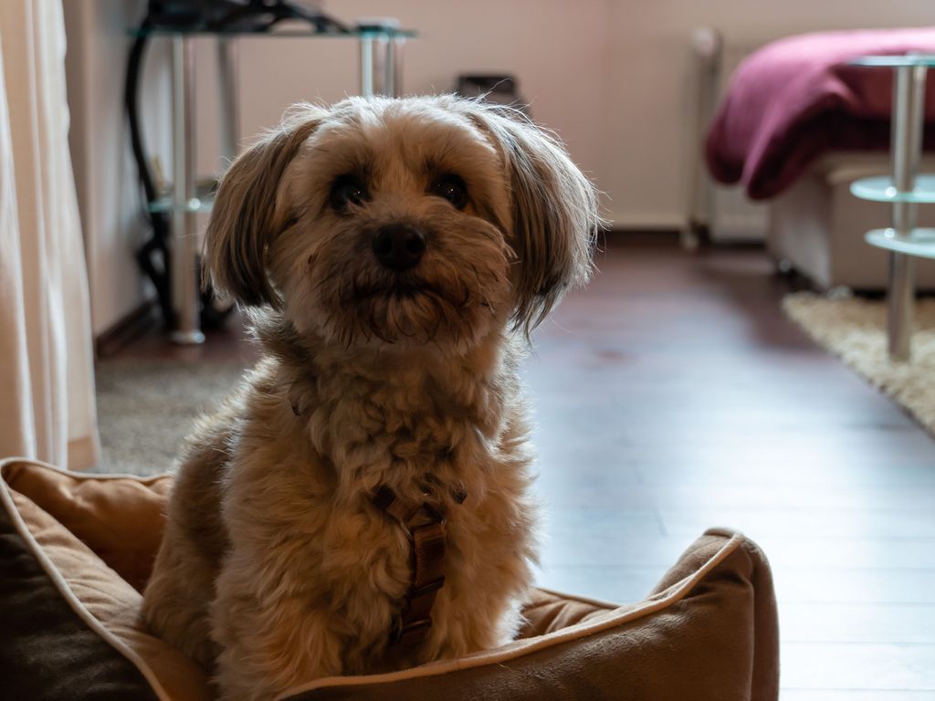 Bis zu 2 Hunde sind bei uns sehr willkommen!
