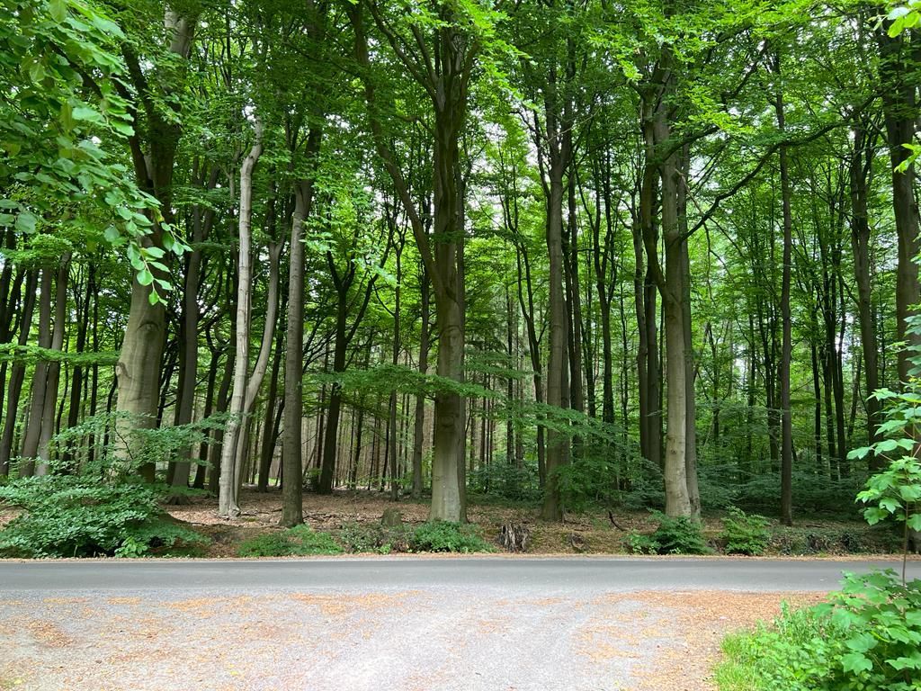 Wald