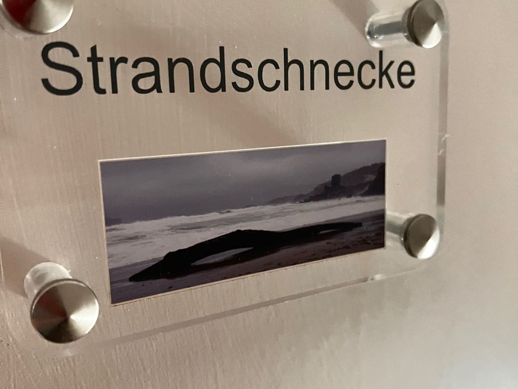 Strandschnecke