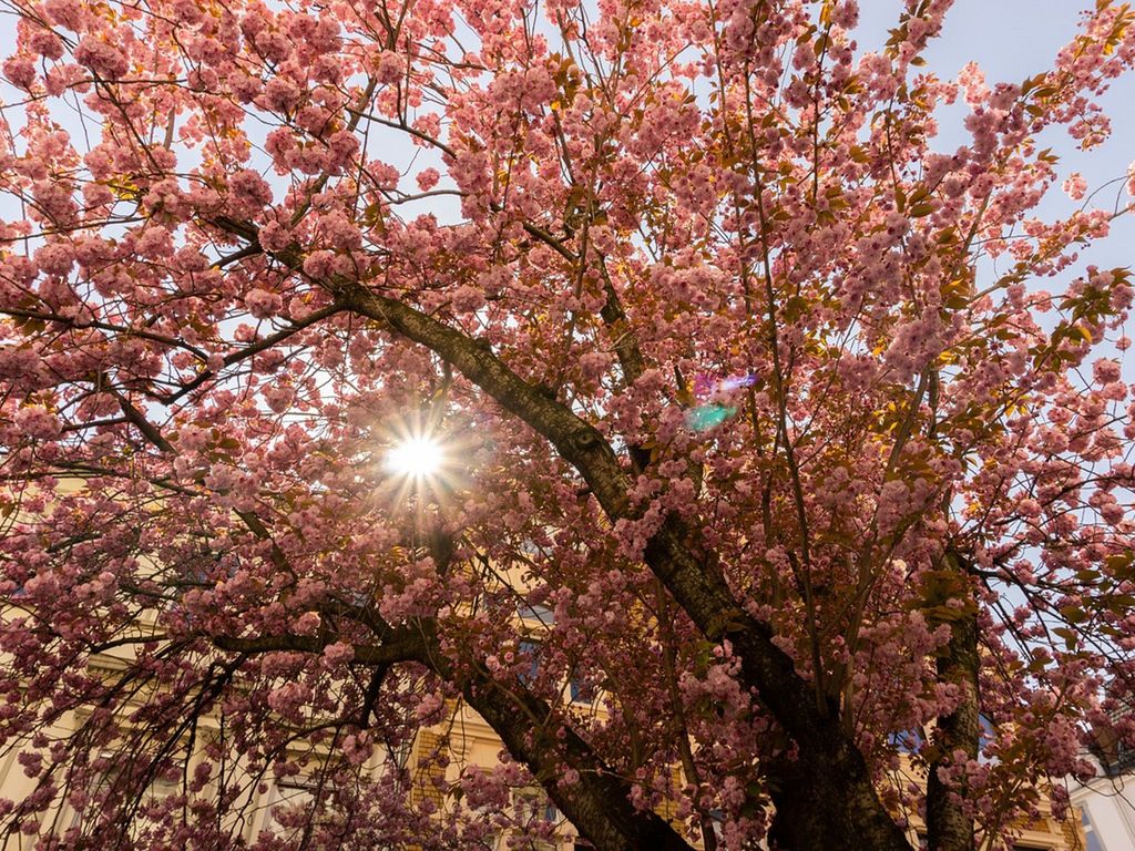 Kirschblüte