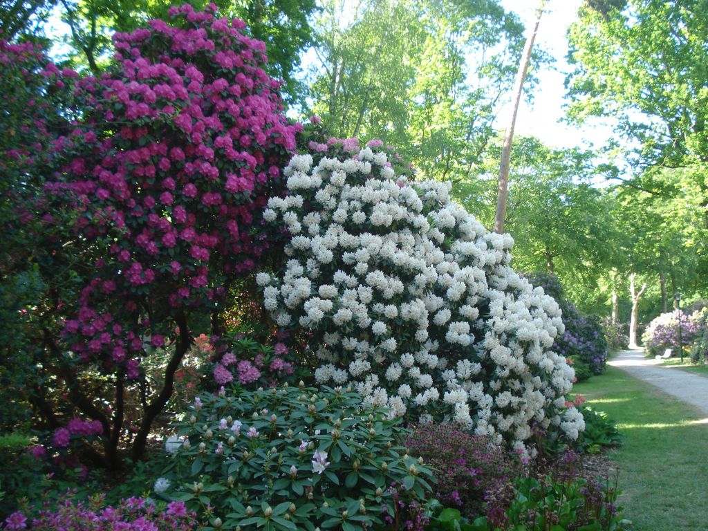 Rhododendronpark