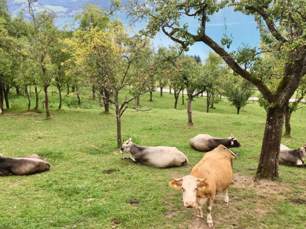 Ferienwohnungen am NaturHof Roithbauer