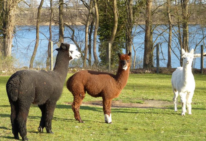 Alpakas beim Nachbarn - sehr entspannte Tiere helfen beim entschleunigen aus unserem stressigen Alltag