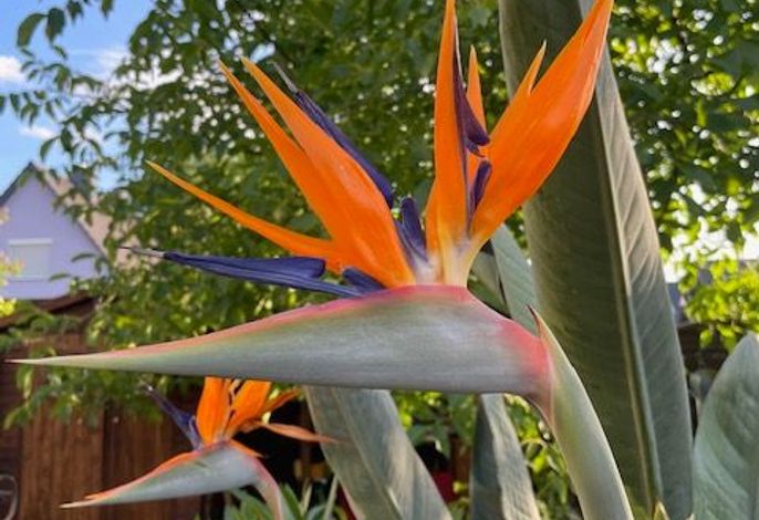 Traumhafte Pflanzen im Garten unteranderem auch Strelitzien