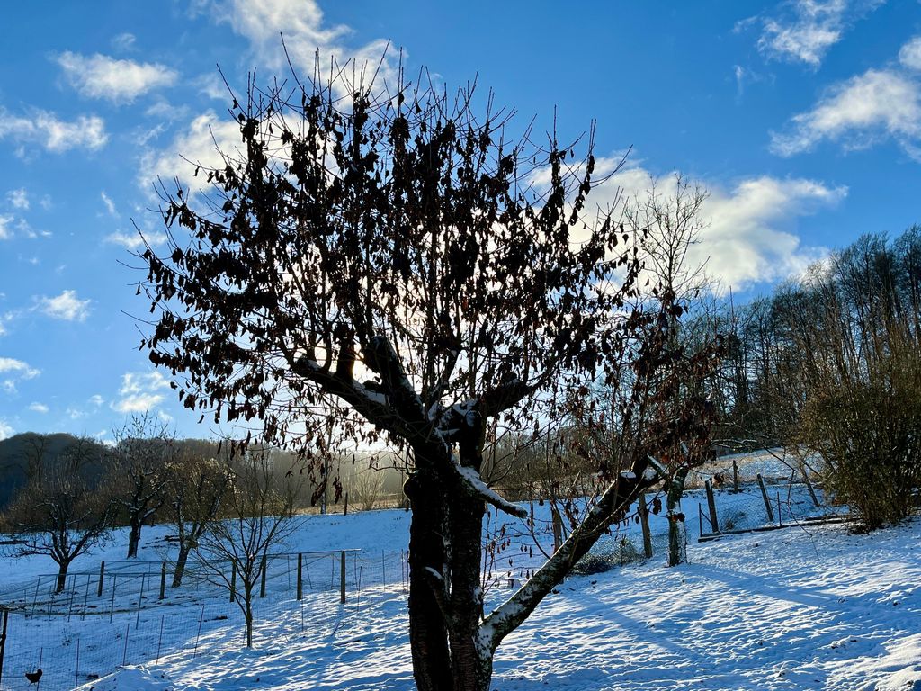 Ausblick in den Garten
