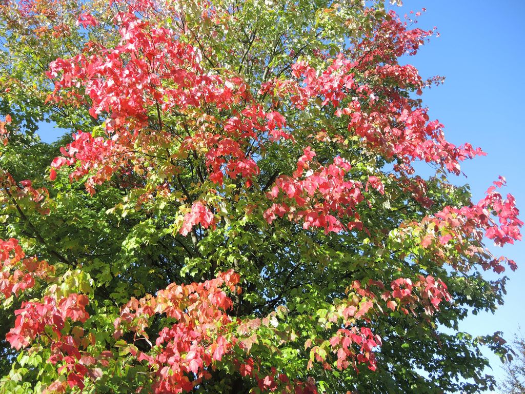 Indian Summer auf Usedom