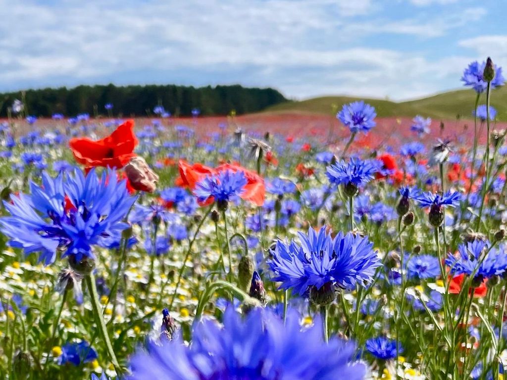 Ferienwohnung Kornblume - Blick in die Natur