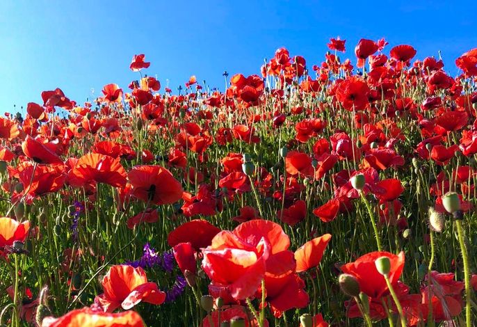 Fewo Mohnblume