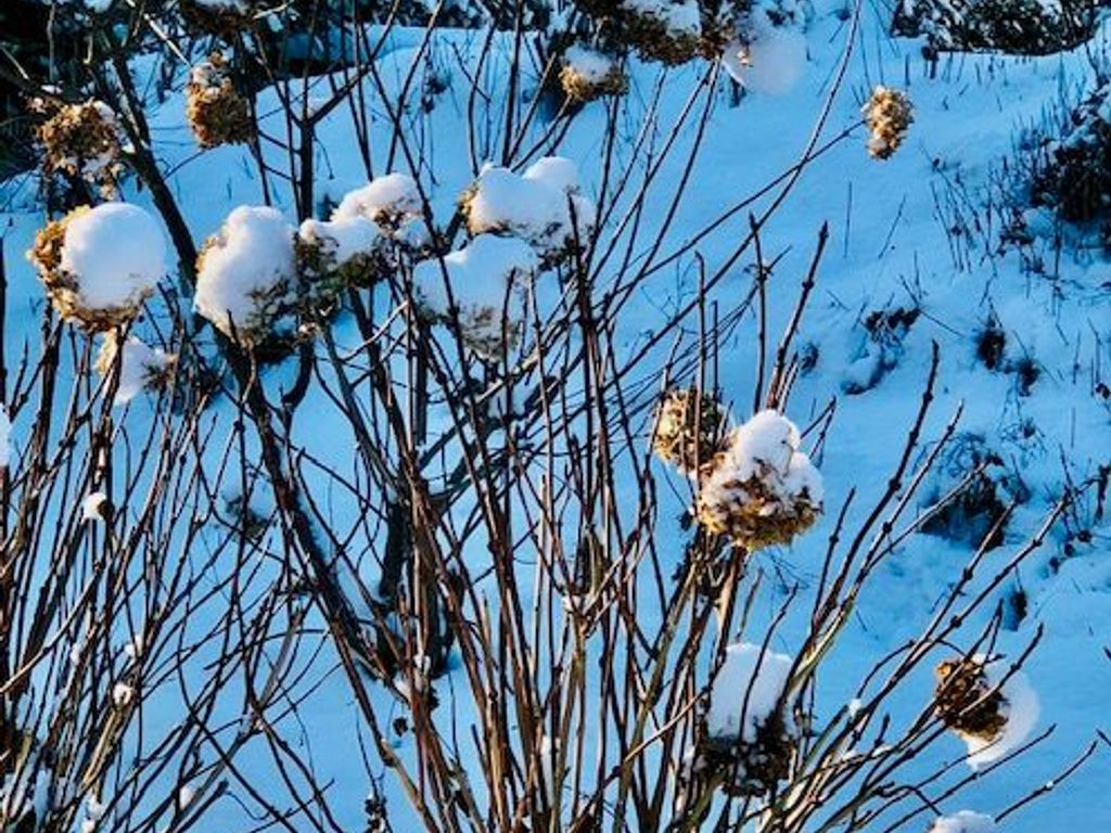 Winterbild - Garten