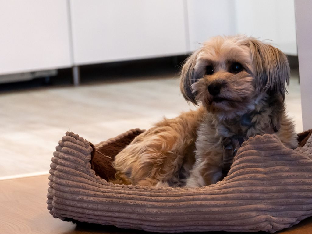 Bis zu 2 Hunde sind willkommen!