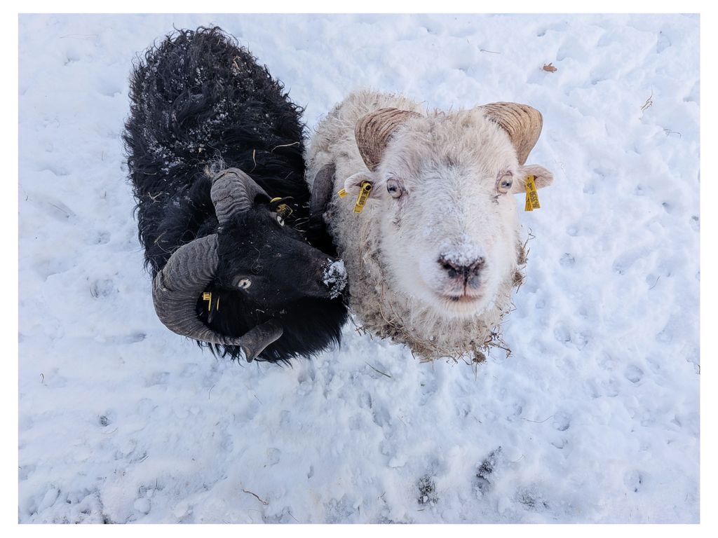 Unsere Schafe im Schnee