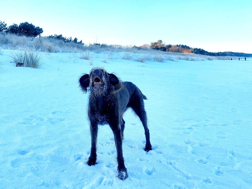 Hundestrand -Asta im Winter-
