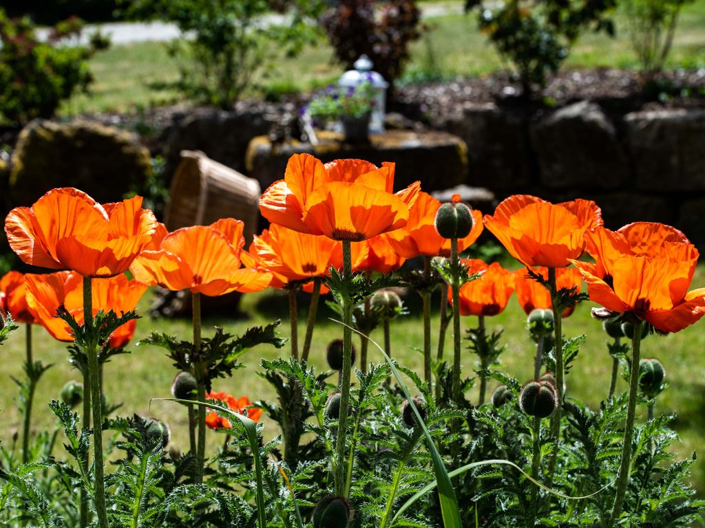 Garten