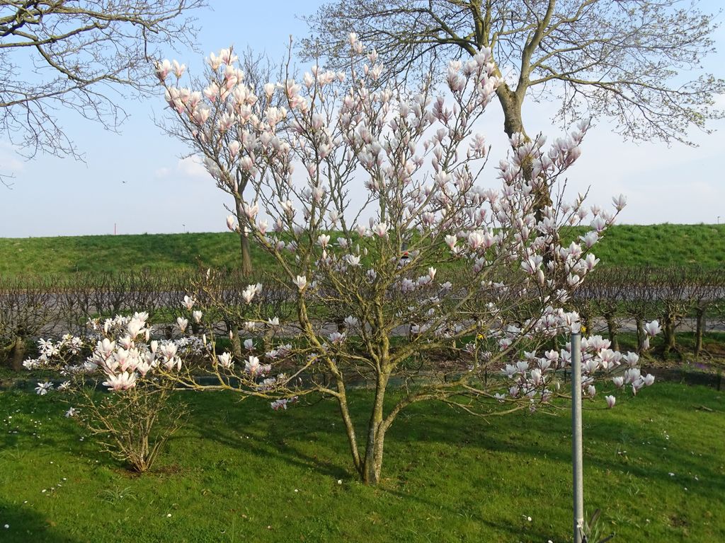Vorgarten