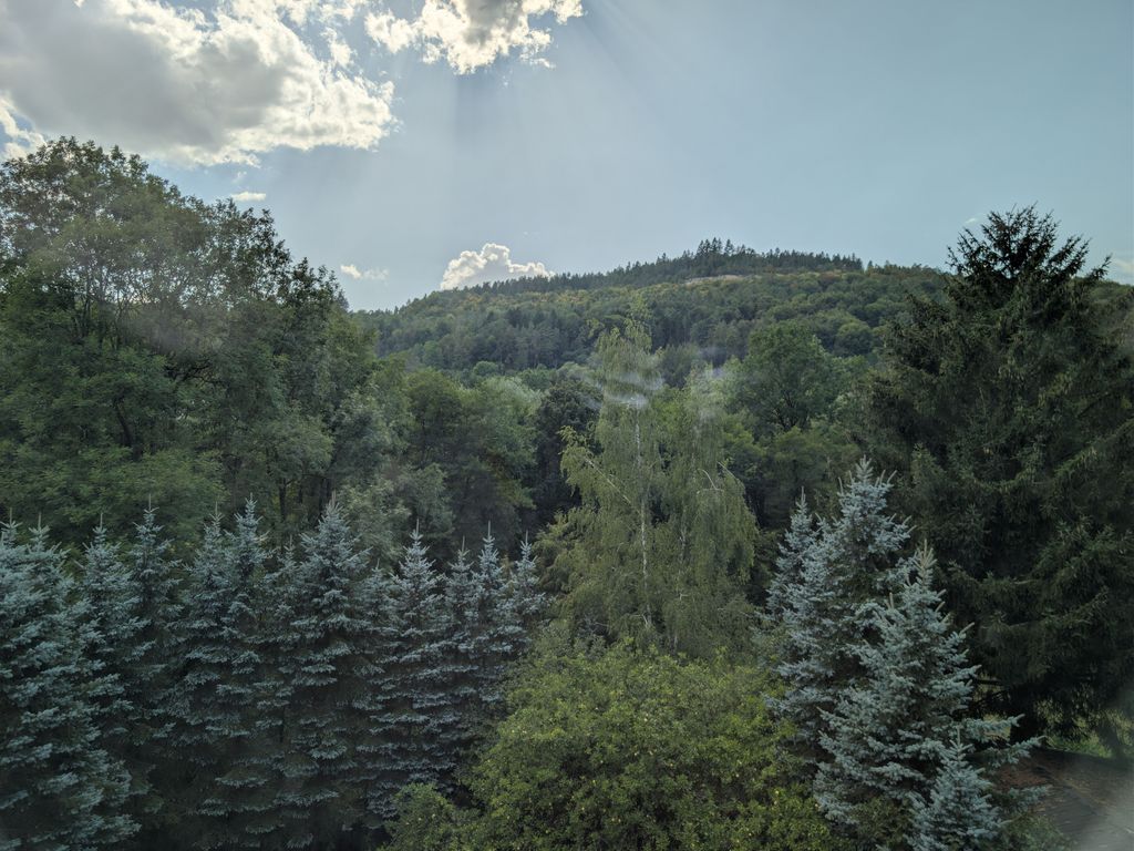 Ruhige Waldlandschaft mit viel Grün und Bäumen in der Umgebung
