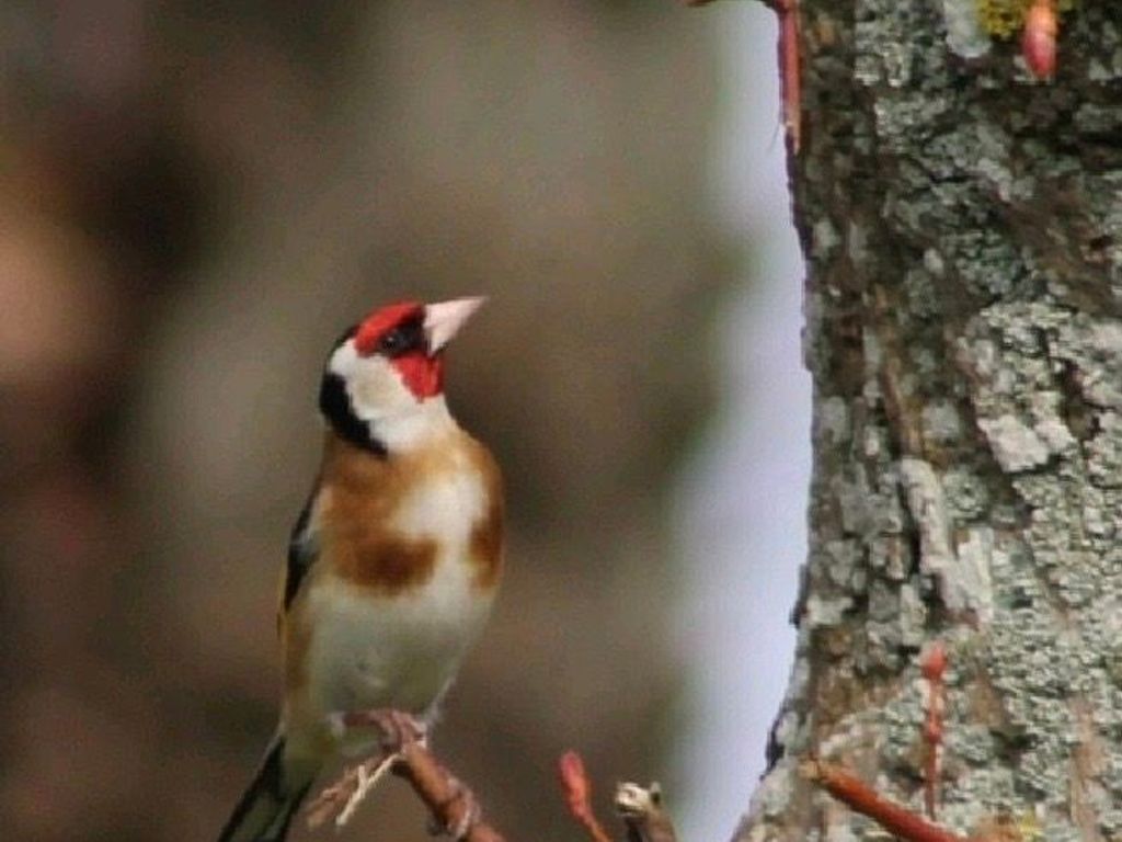 Natur pur