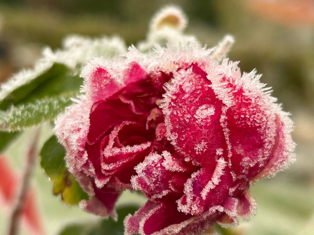 Rosenblüte im Winter