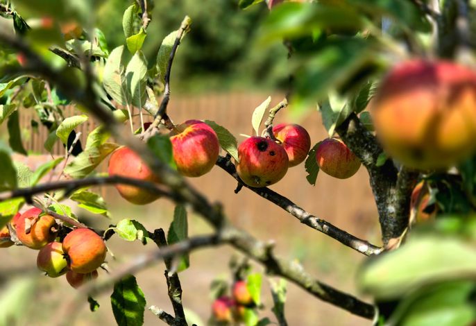 Obstbäume
