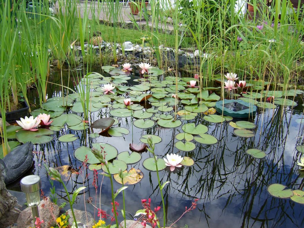 Teich im Garten