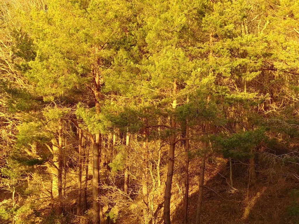 Blick auf die Dünen