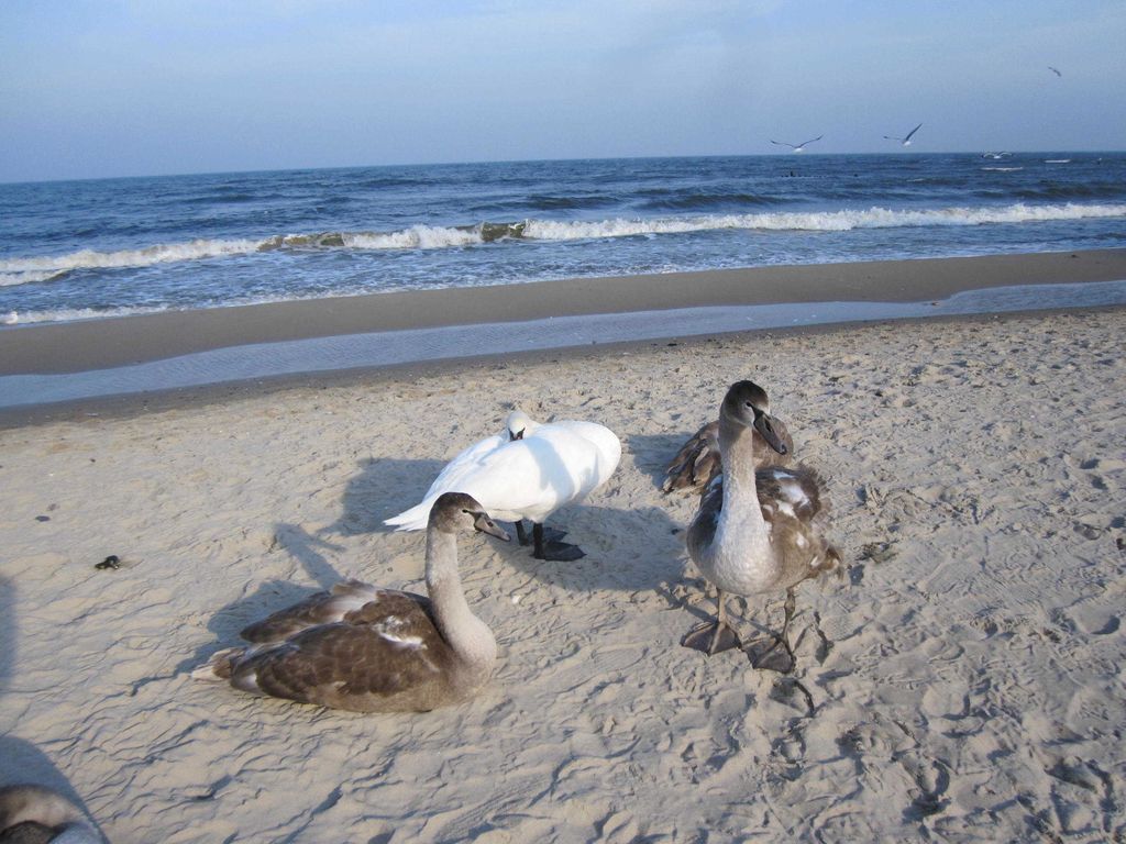 Strand Herbst