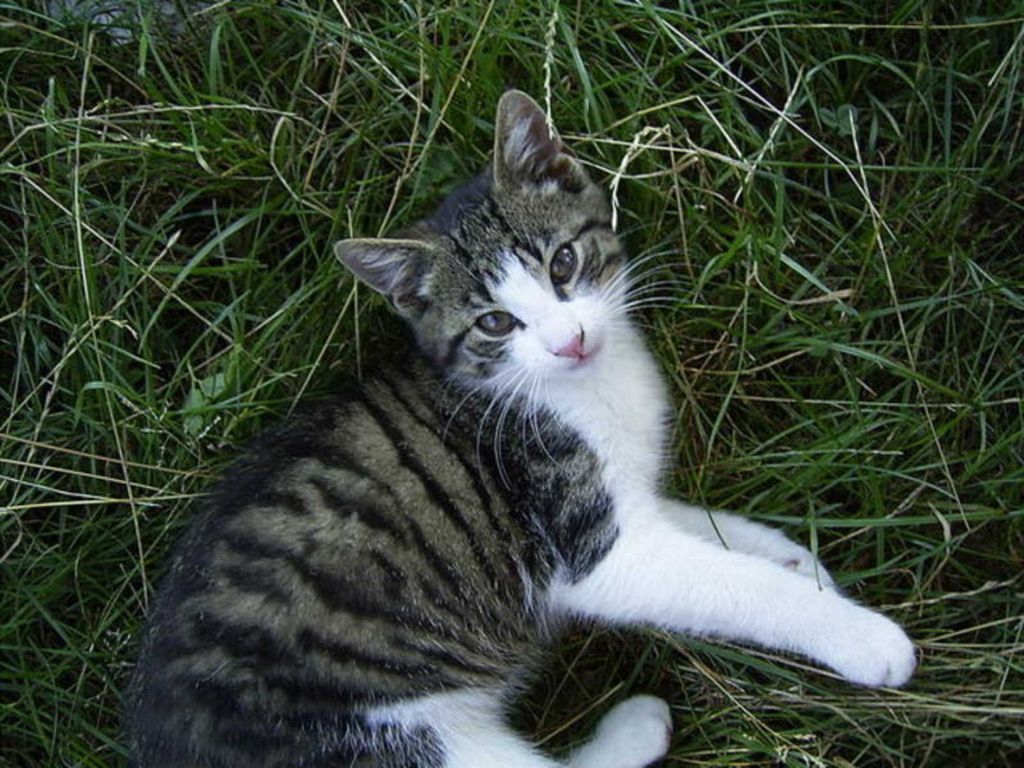 Unsere Tiere