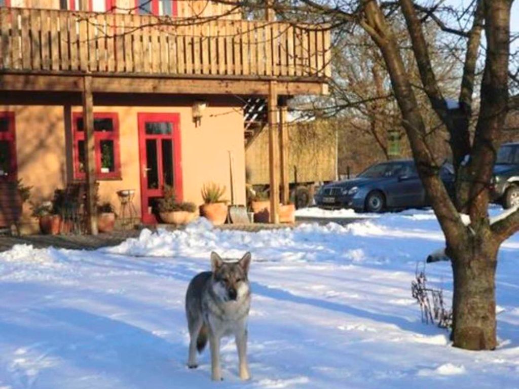 Außenansicht Gästehaus mit Hofhund Feos