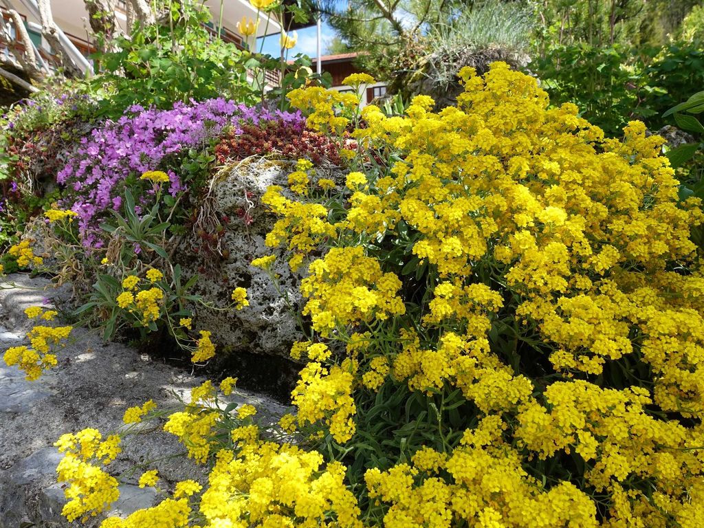 Alpengarten gelb