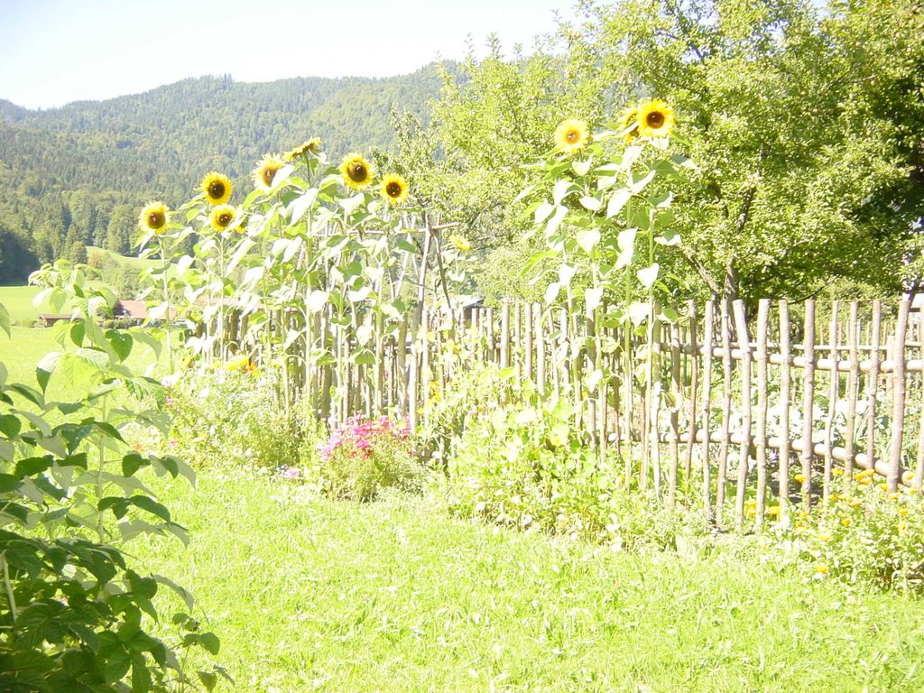 Gemüsegarten mit Blumeneinfassung