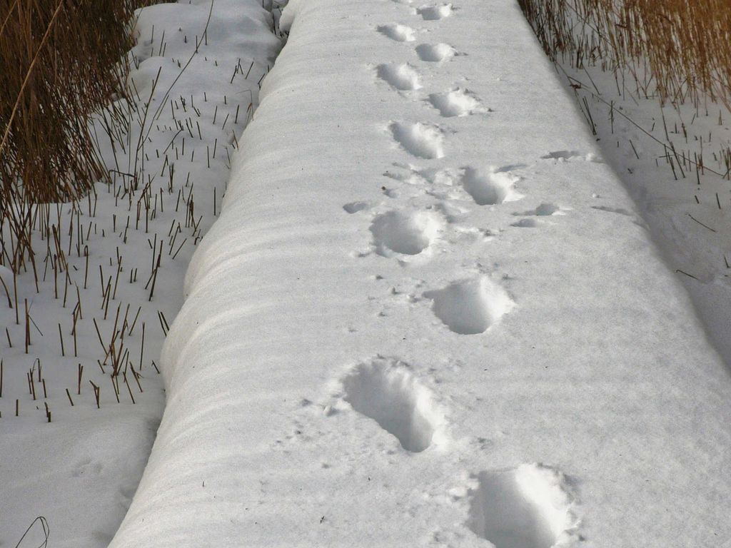 der Boots-Steg im Winter