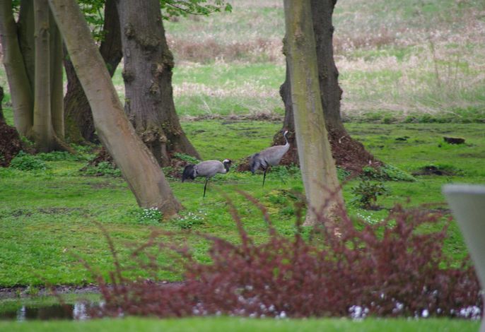 Kraniche im Park