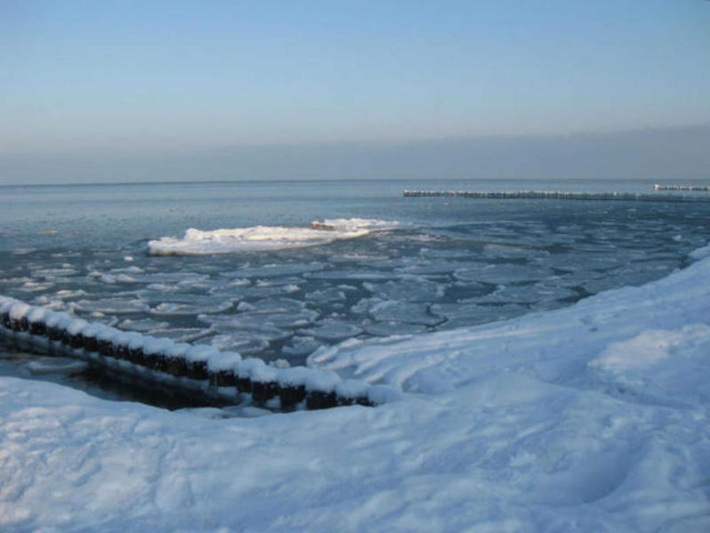 Ostseekrabbe 19