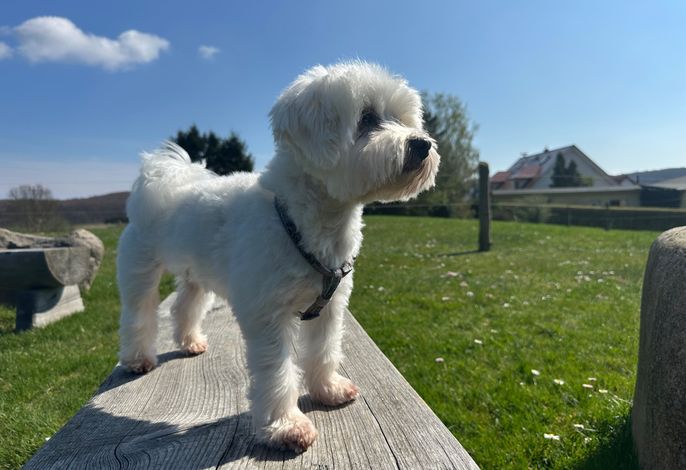 Bild 4