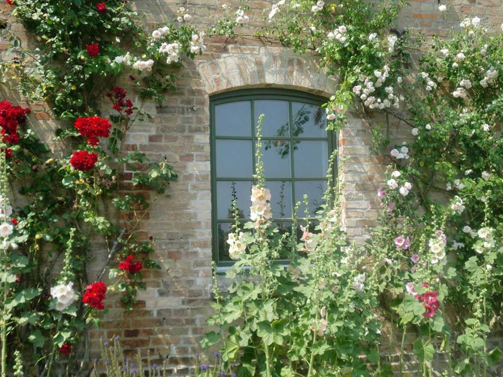 Rosenranken am Fenster