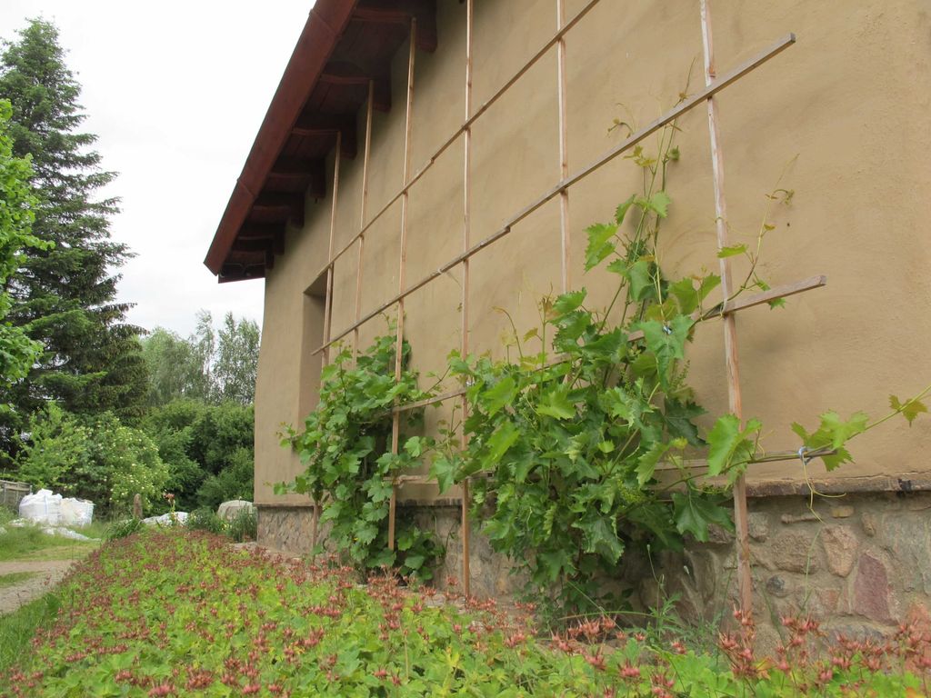 Wein an der Südseite