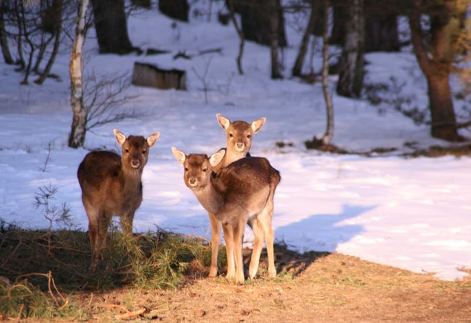 Damwild direkt vor der Hautür