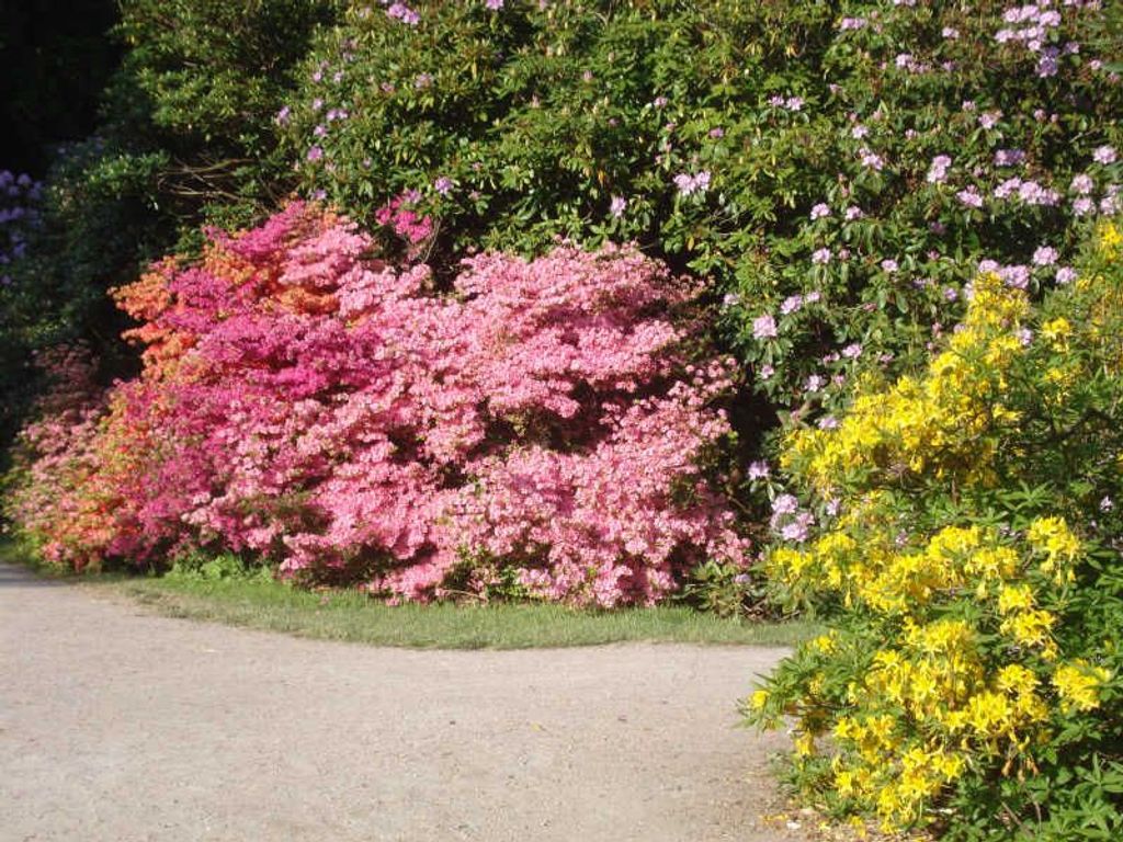 Rhododendronpark